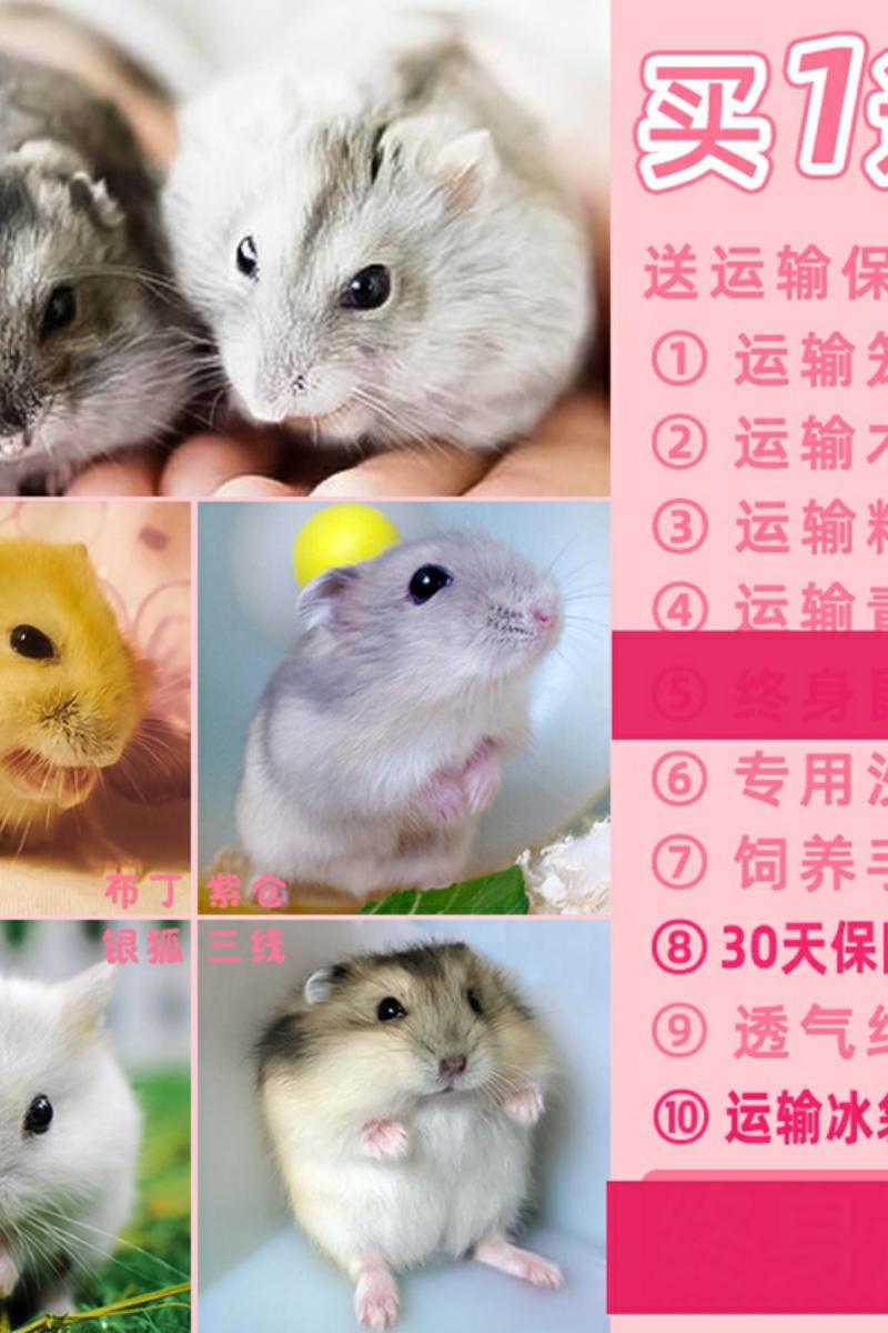 新款疫苗笼子网红小宠宠物金丝熊活物仓鼠公仔仓鼠