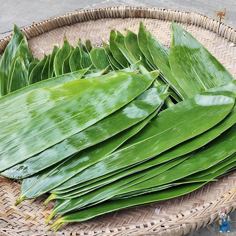 新鲜粽叶子叶现摘广东省种叶福建省包宗鲜粽叶大号粽子