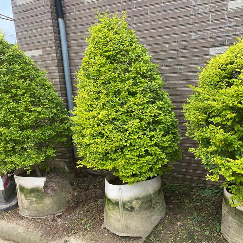 亮晶女贞造型树苗棒棒糖金禾女贞园艺花植物搭配观叶
