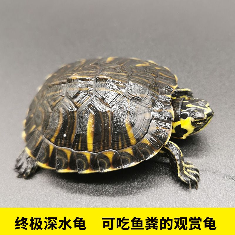 深水活物冷水长寿龟家养宠物观赏小乌龟招财一对龟