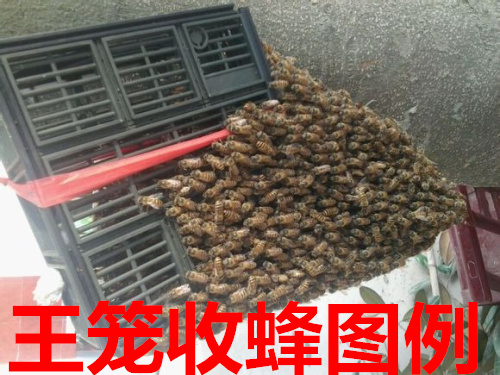 分蜂神器中蜂自动分蜂神器多功能分蜂器蜜蜂王无人值守中蜂专用