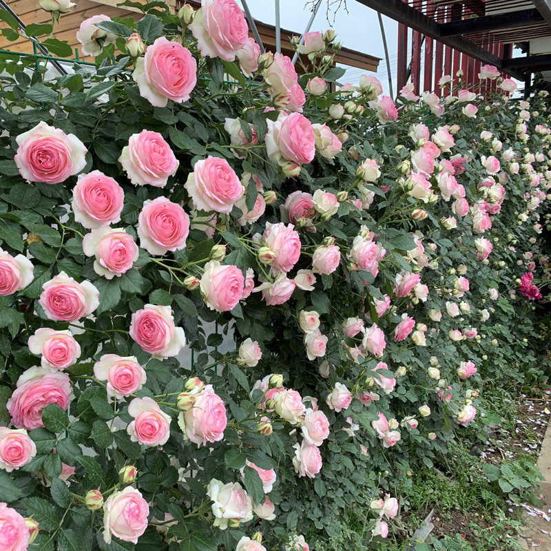 粉色龙沙宝石爬藤月季母本大苗庭院多季蔷薇时令草本花卉