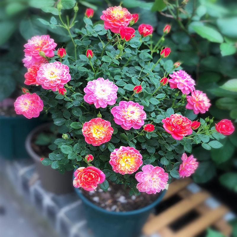 躲躲躲藏藏月月季大苗多季盆栽浓香带花微月时令草本花卉