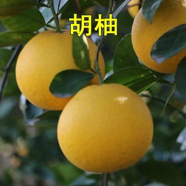 胡柚柚子常山嫁接树苗苗甜柚蜜果树当年结果果树