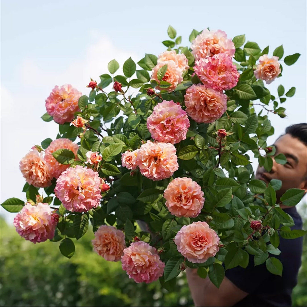种花花王大爷月季地栽大苗带土发货爬藤花卉时令草本花卉
