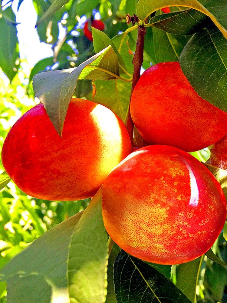 陕西油桃新鲜水果当季整箱时令孕妇黄心脆甜桃子蜜桃现摘10斤包邮