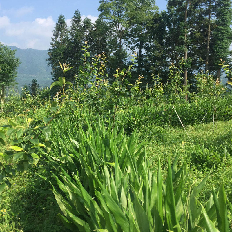 种子阳荷新鲜5斤药材洋河蔬菜生菜姜新鲜洋荷其它
