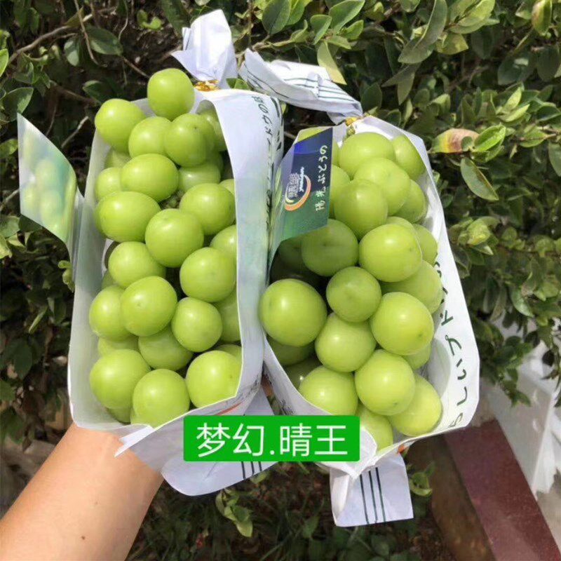 晴王葡萄5斤新鲜日本品种水果阳光玫瑰香印葡萄