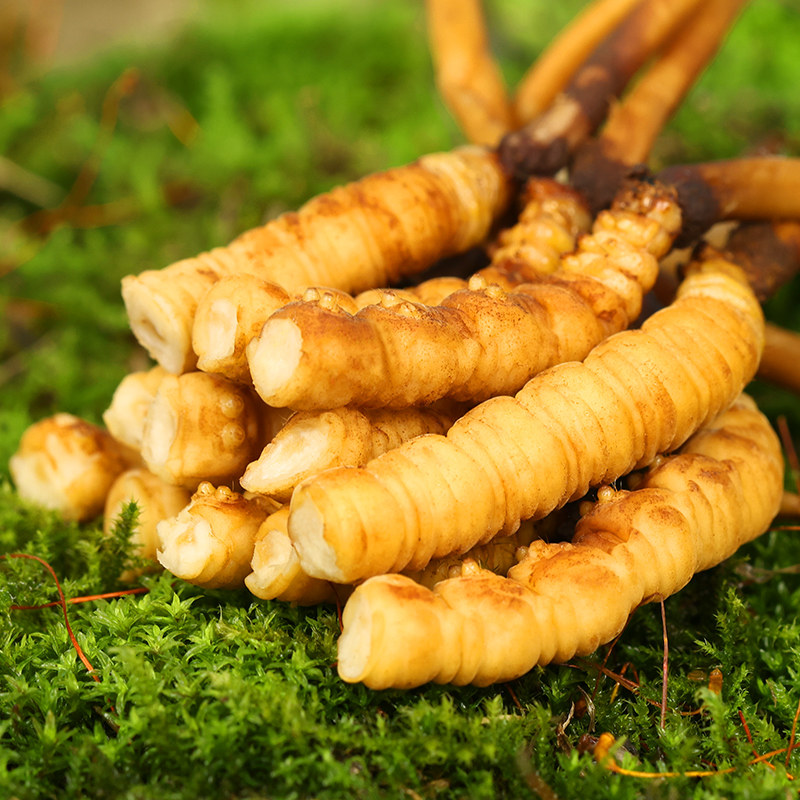 虫草阿依2022新鲜冬虫夏草断草正品鲜断20克鲜草冬虫夏草