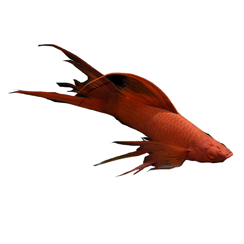 高帆双尾燕尾热带鱼鸳鸯红剑双剑鱼背鳍红箭观赏鱼鱼