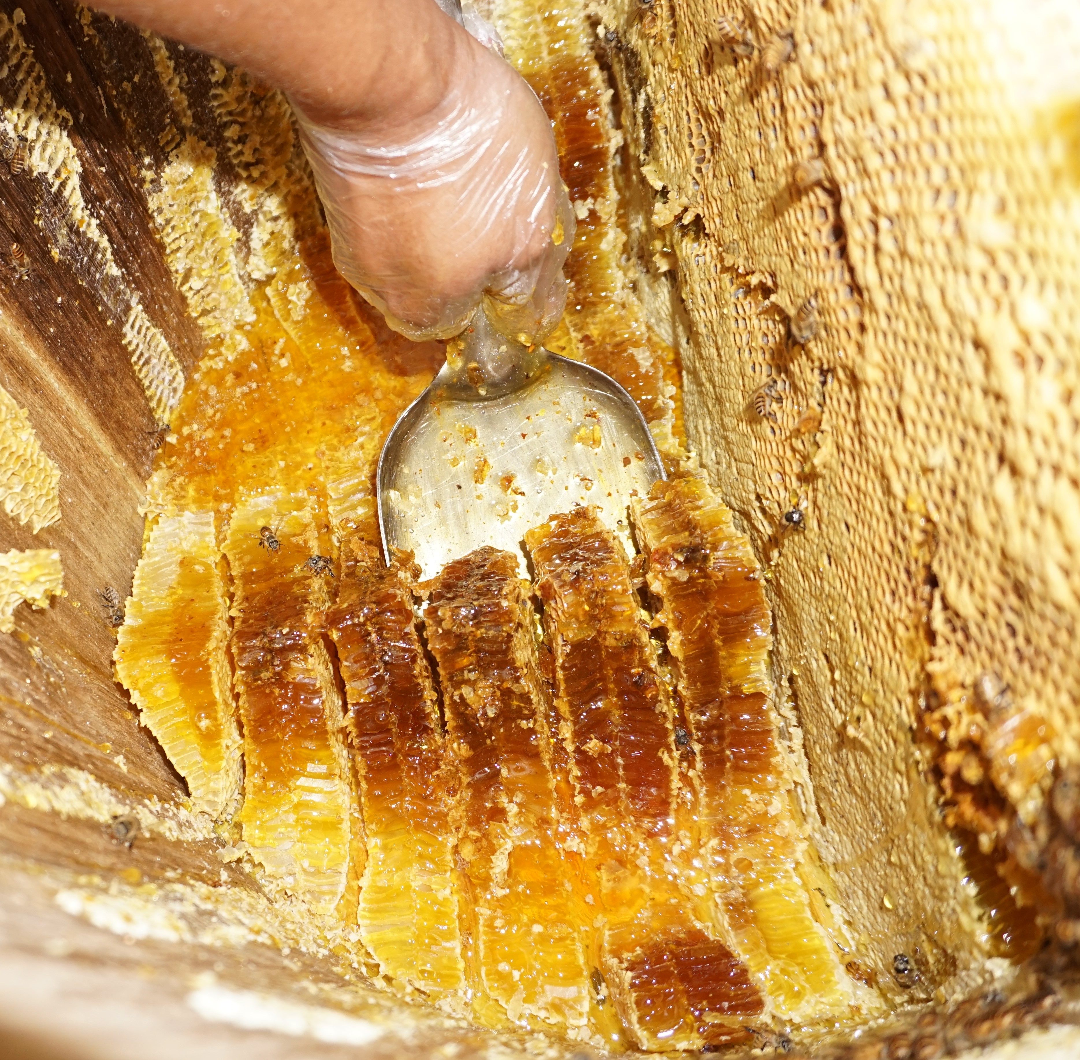 峰鹤土蜂蜜湖北恩施水果花区百花蜜农家自养野生中蜂归蜜230g瓶装