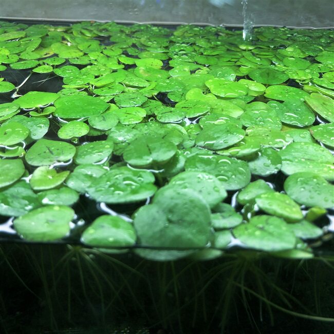 浮萍水草圆心净化水质水培绿植庭院办公室鱼虾水草