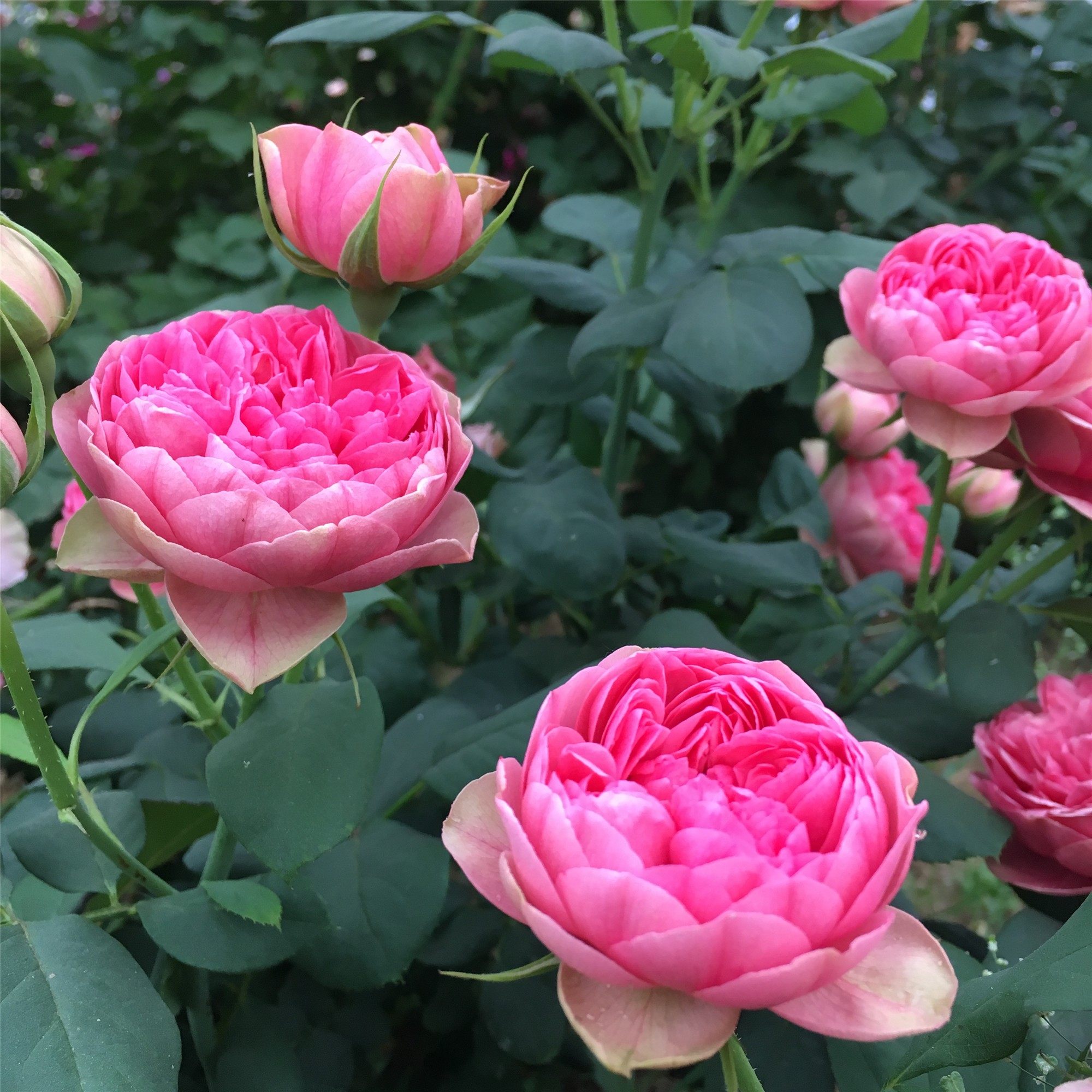 枫叶玫瑰花盆栽月季月季花花苗四季浓香大花灌木花卉