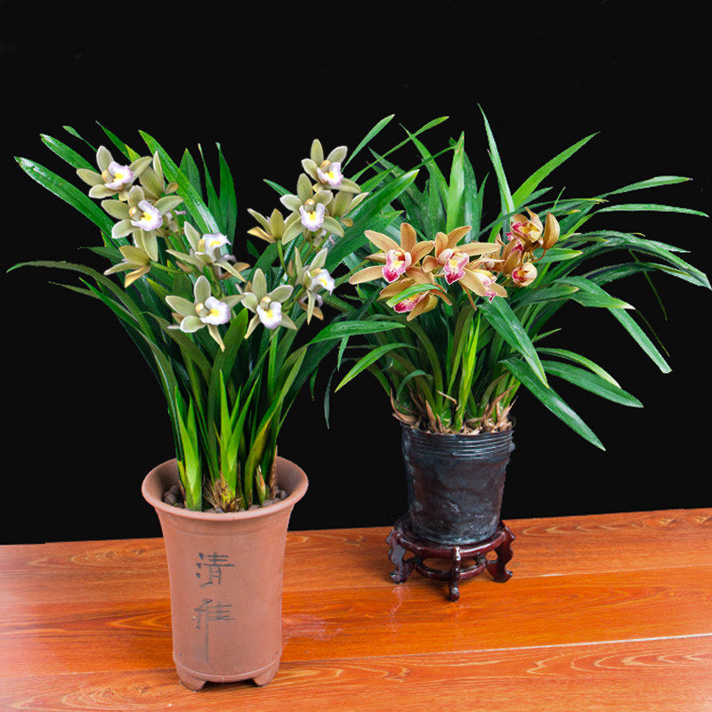 兰花花苗盆栽建兰浓香四季青君花墨兰兰大蕙兰花卉