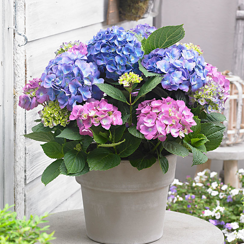 绣球花苗盆栽花卉植物室内带花四季好养开花时令草本花卉