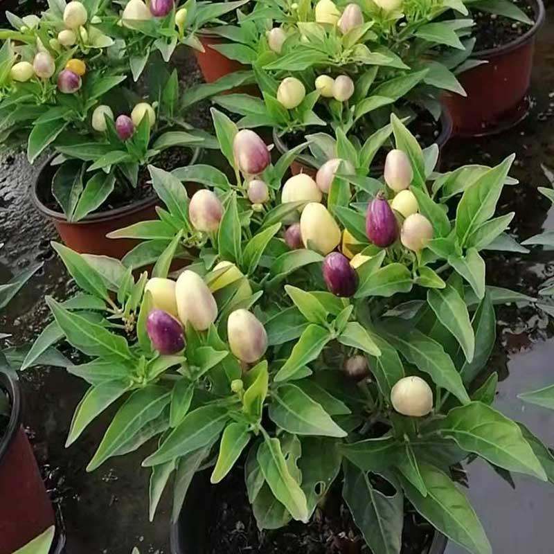 七彩辣椒盆栽朝天佛手椒带花带发货花卉