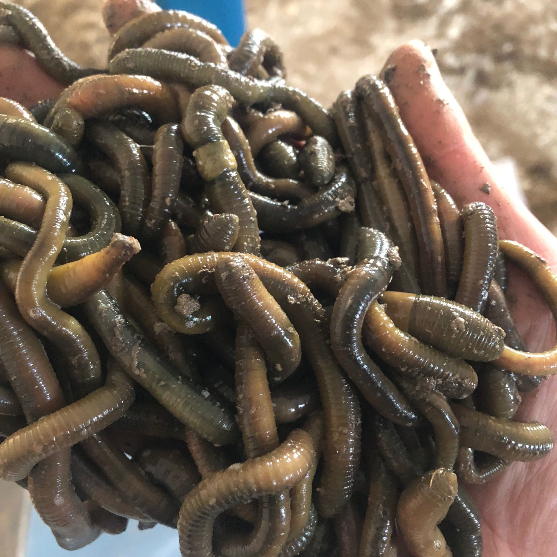 蚯蚓鲜活活体松土包邮顺丰活饵