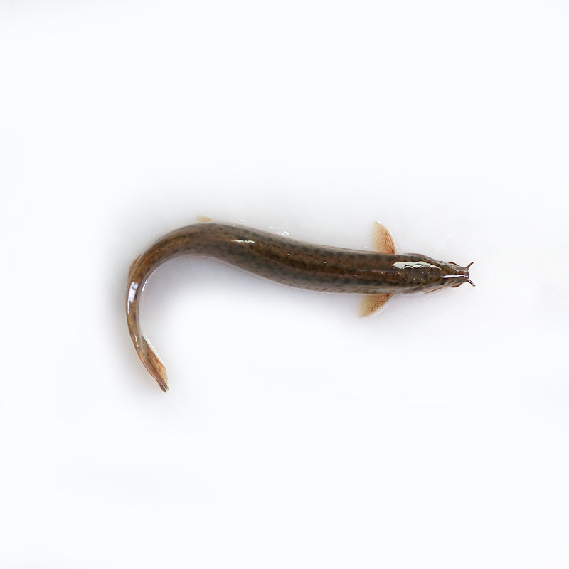 台湾泥鳅新鲜幼苗小泥鳅本地活体圆鳅苗活筏钓鱼