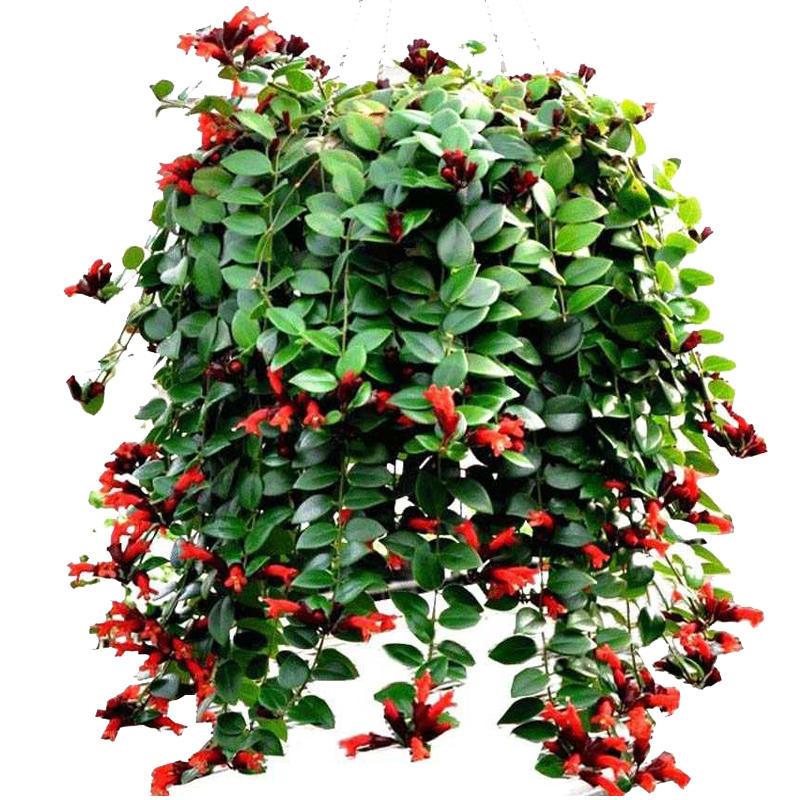 吊兰月畅客厅室内垂吊绿植盆栽花卉金鱼金心绿植