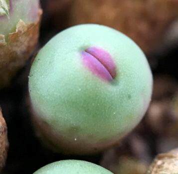 日本新品上市非洲种源嘟嘟嘴1380b大型红嘴多肉植物多肉植物