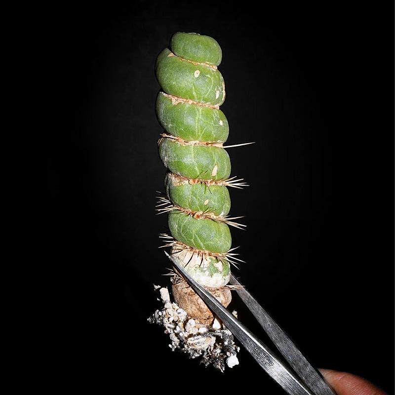 植物仙人日本员外绿竹一物一拍竹节型多肉组合多肉植物