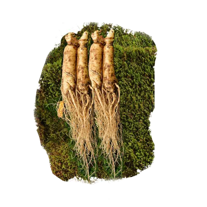 旗茸正品特级新鲜西洋参500g花旗整枝鲜参煲汤西洋参及其制品