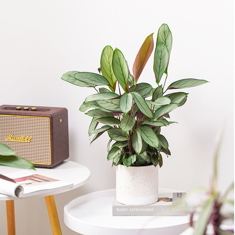 大叶飞羽竹芋盆栽植物室内办公室盆景落地中型绿植