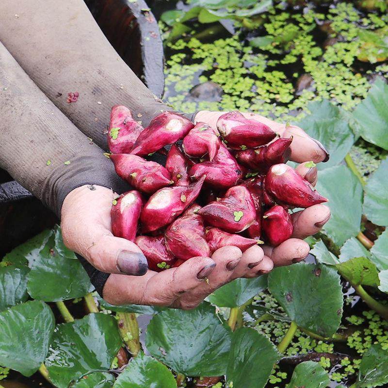 新鲜菱角现摘可生吃红菱角莲角蔬菜水果老菱角2/5斤生菱角嫩菱角