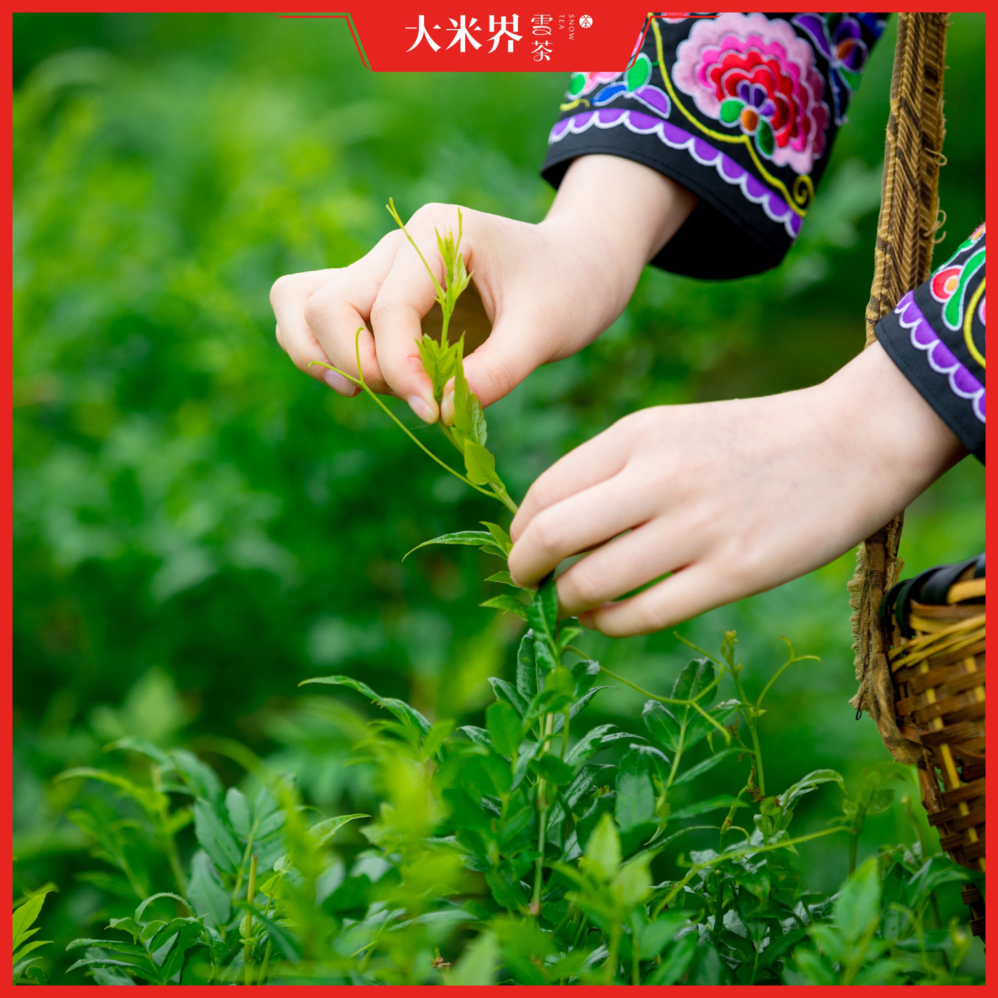 大米界雪张家界正品野生莓茶护嗓无糖茶高山茶莓茶