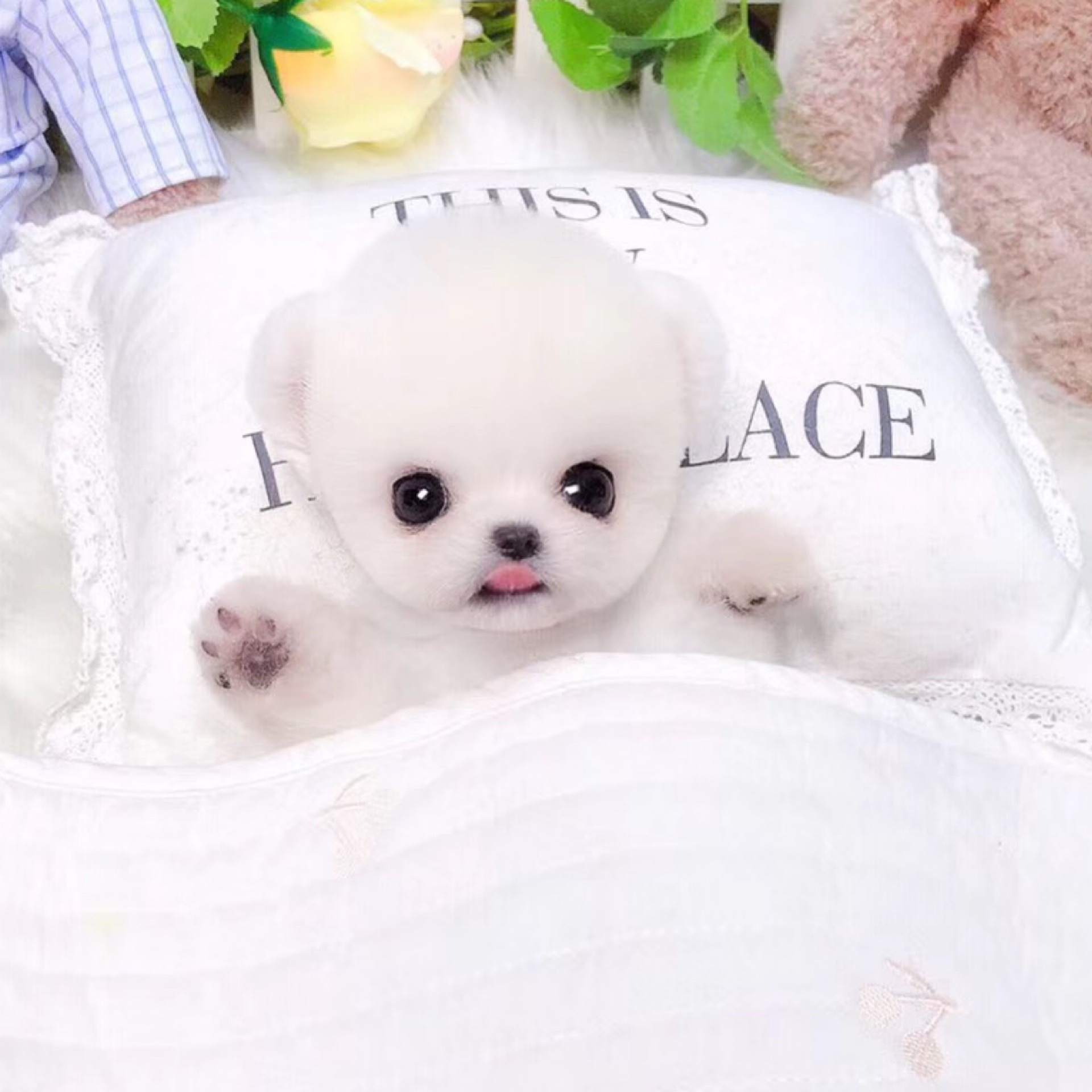 爱心无偿领养茶杯俊介小狗幼犬迷你宠物宠物狗狗狗