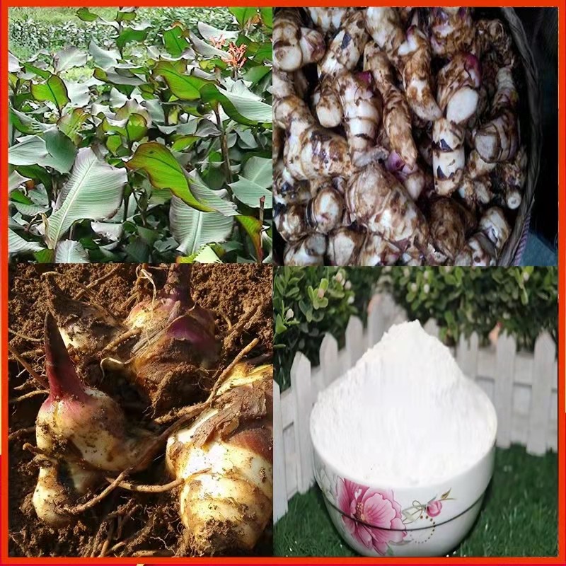 21年藕粉白凉仙草芋粉姜芋番旱藕新鲜姜藕粉自制芋头