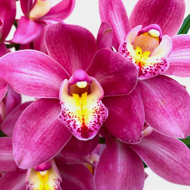 兰花名贵名贵兰满堂红蕙兰兰大花苞盆栽植物室内花卉