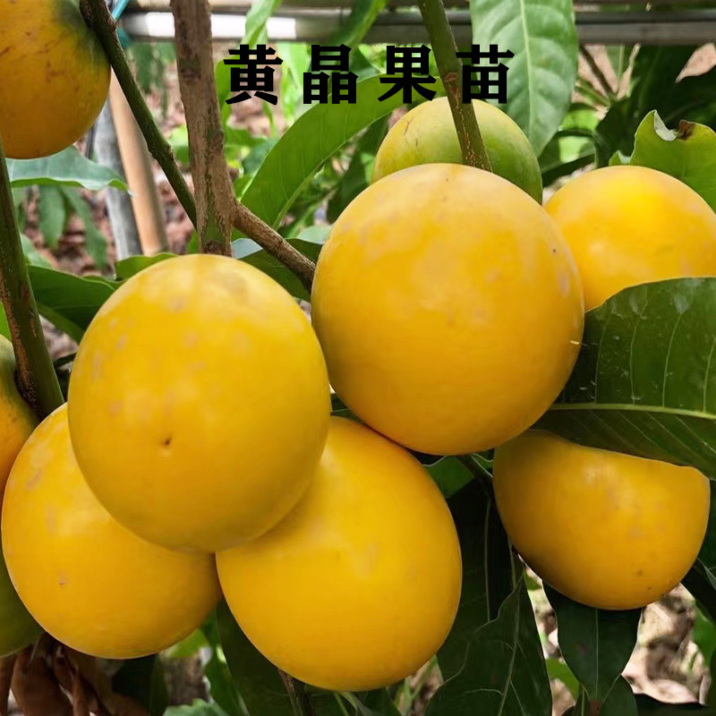 黄晶果树苗台湾名贵果树盆栽庭院南方种植带原果树