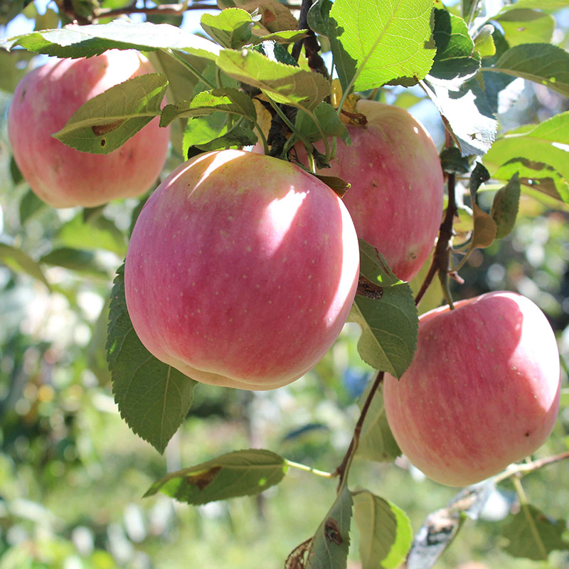 苹果苹果树树苗红富士牛奶特大南北方种植冰糖糖心果树