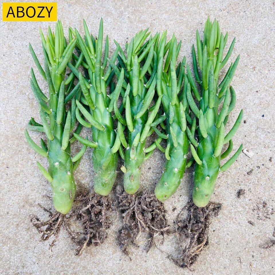 多肉植物沙漠将军狼牙棒仙人嫁接粘木钻木阳台绿植