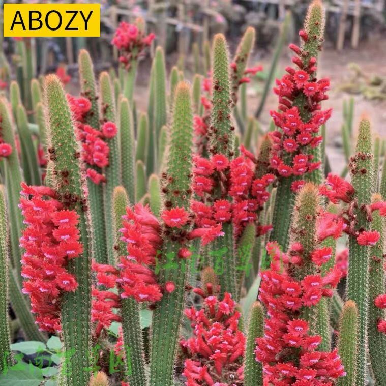 植物多肉黄金条金条黄金纽金纽仙人掌仙人球科盆栽绿植