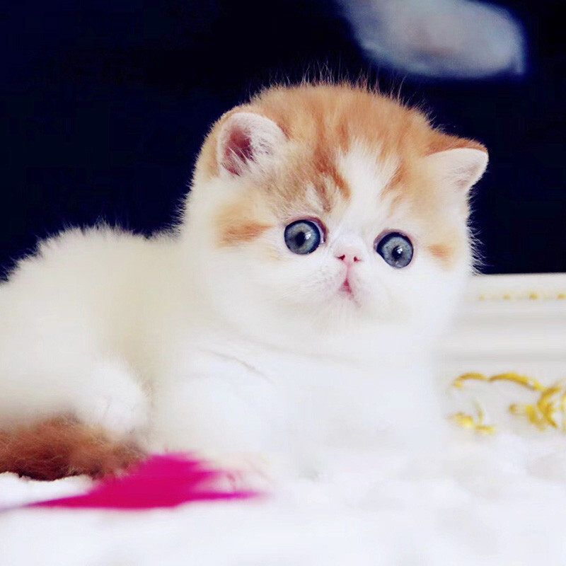 加菲猫纯种猫咪活物英短宠物黄白波斯猫幼猫活体猫咪