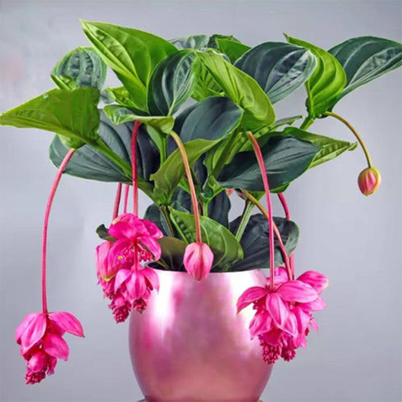 益临园艺荷兰进口宝莲灯高端花卉卉美丁花玫红色时令草本花卉