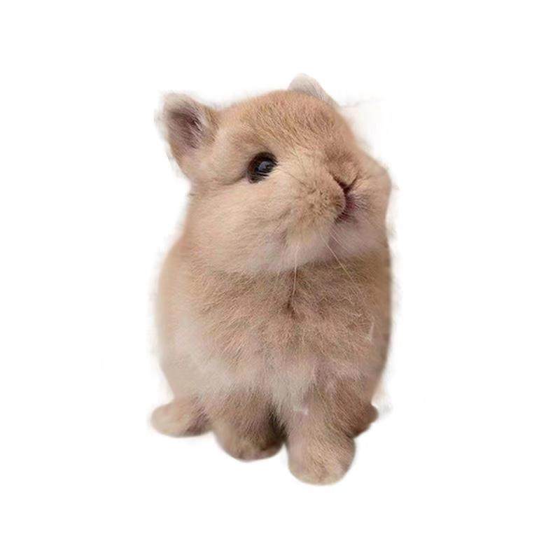 兔子活物小型宠物血统侏儒迷你不大纯种荷兰兔