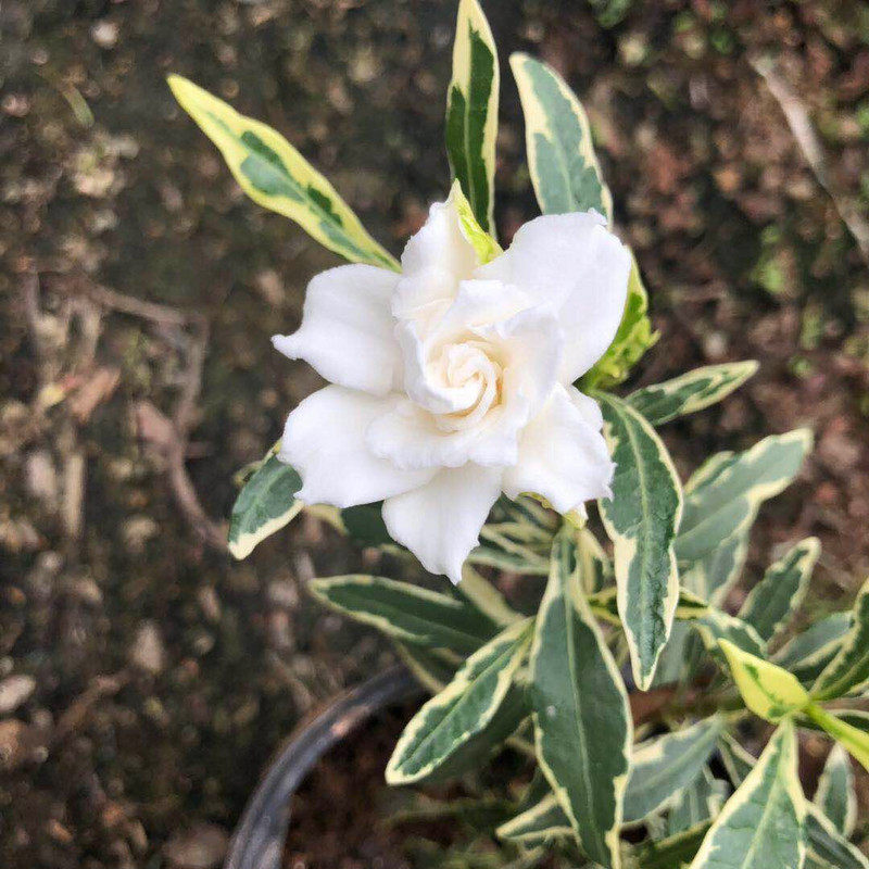 小叶金边栀子花花带香味稀有品种花叶共赏绿植花卉