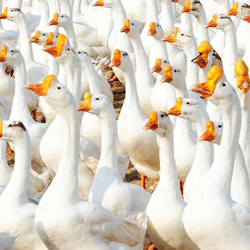 百子邮包包邮包可选鹅公种鹅10只装体大活体鹅苗动物种苗