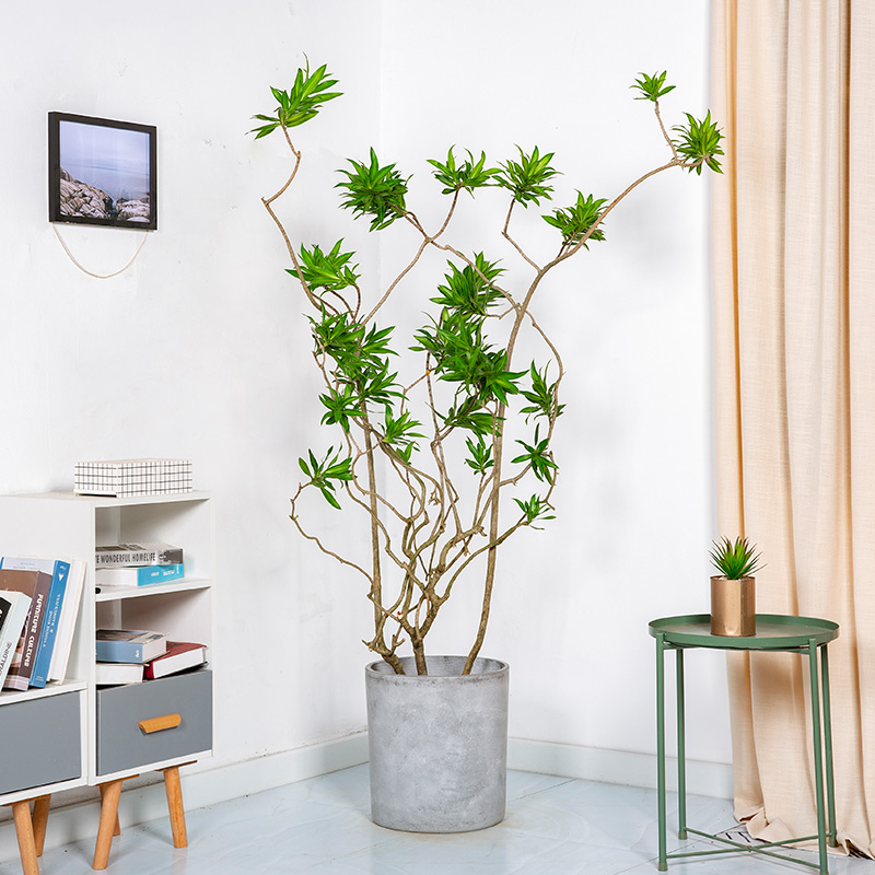 花兮金心百合竹大盆栽老桩金边龙血客厅绿植大型绿植