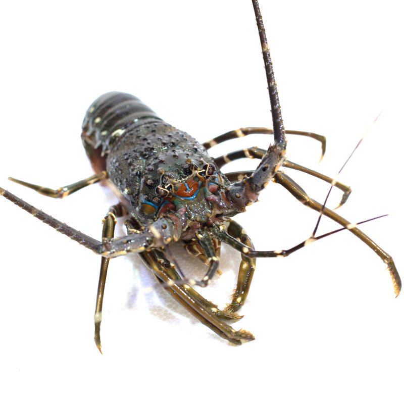 《友滋丰冻虾》产地直供小青龙活冻龙虾龙虾仔冷冻青龙仔速冻大龙虾生