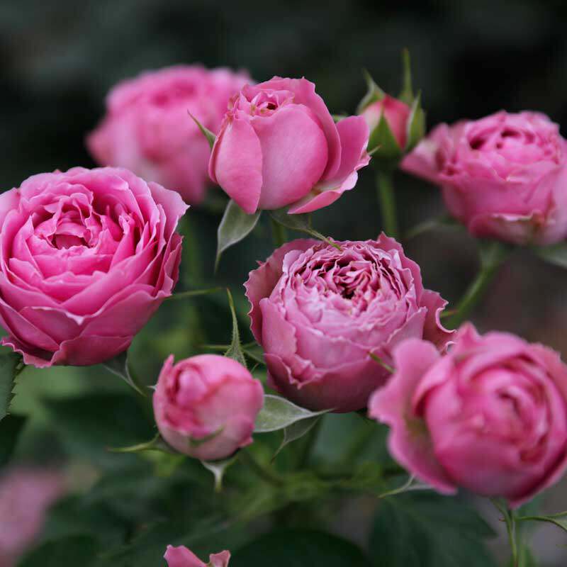 蘑菇花园切花月季紫雾泡泡多头开花包子花型花卉