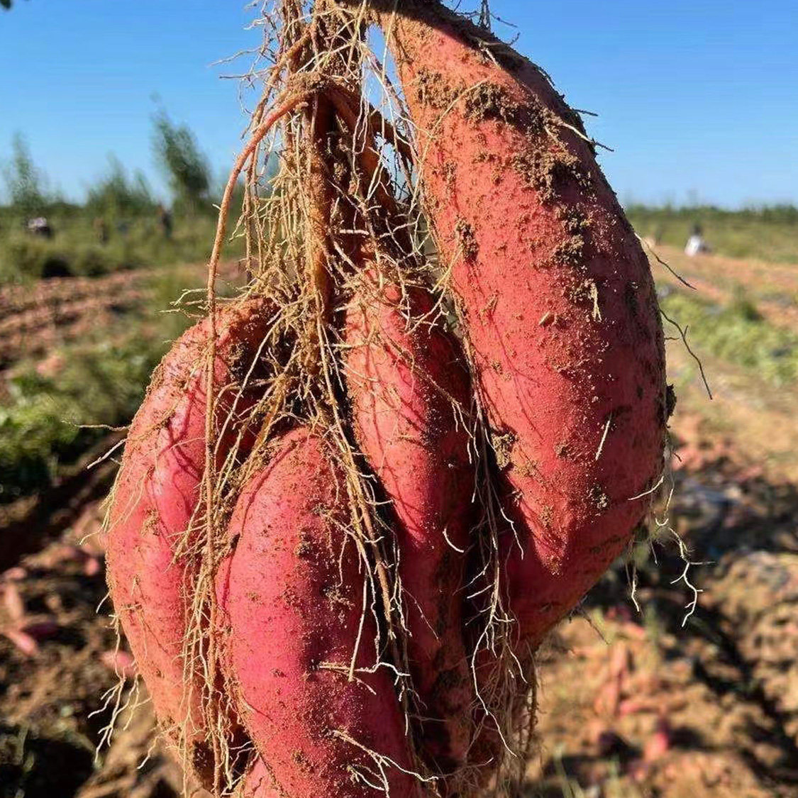 东北地瓜白心红薯新鲜沙土土地农产品面甜番薯番薯