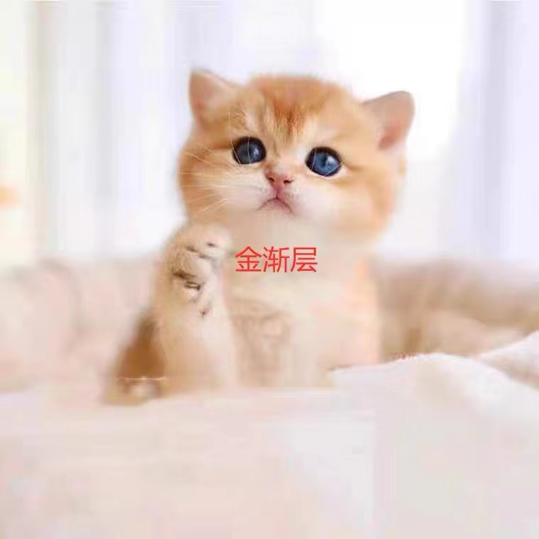 英短蓝猫幼猫金渐层银渐层蓝白猫加菲猫美短起司猫布偶猫金吉拉猫