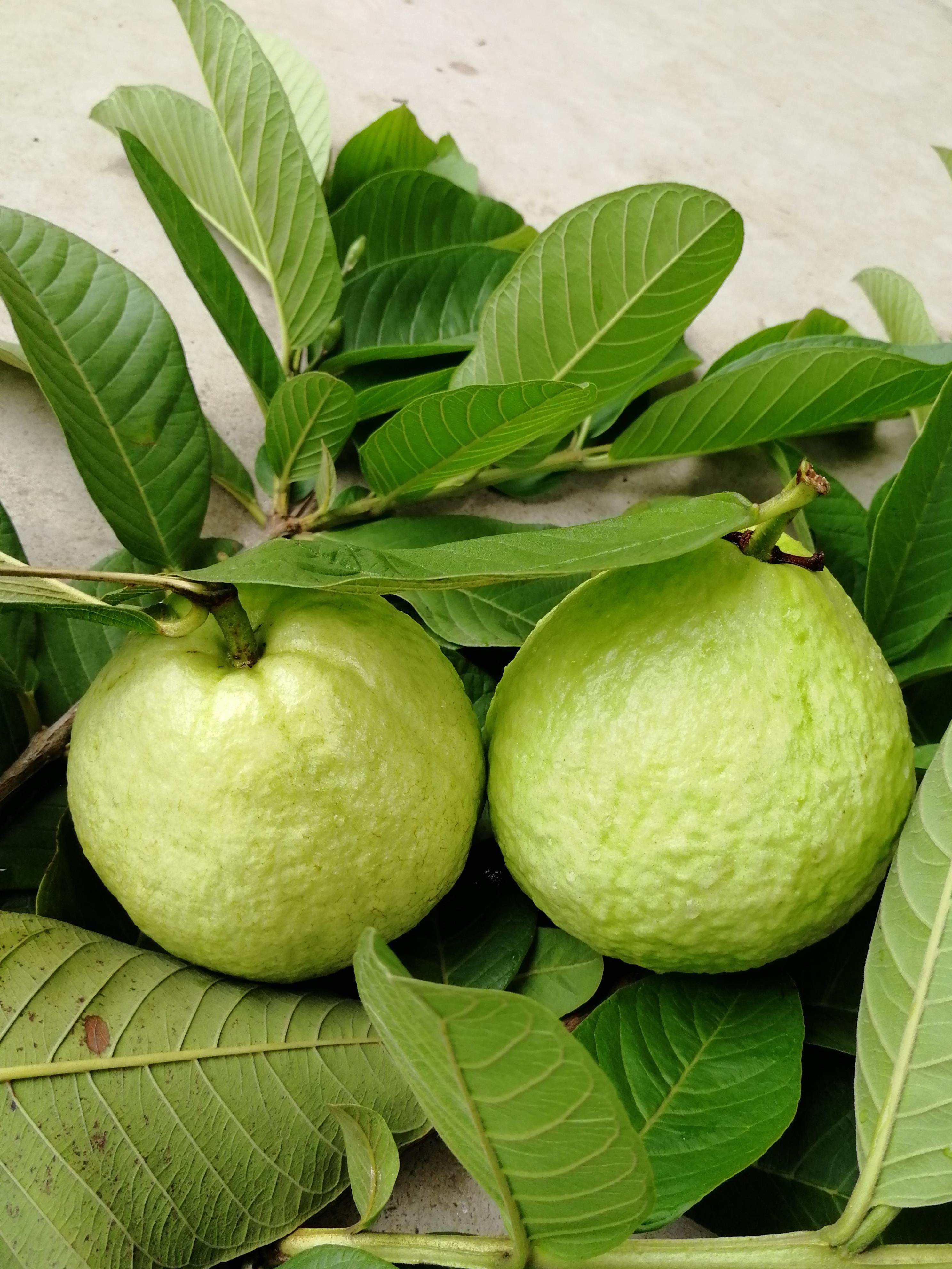 广东南沙番石榴白心台湾珍珠芭乐新鲜水果5斤手机保护套