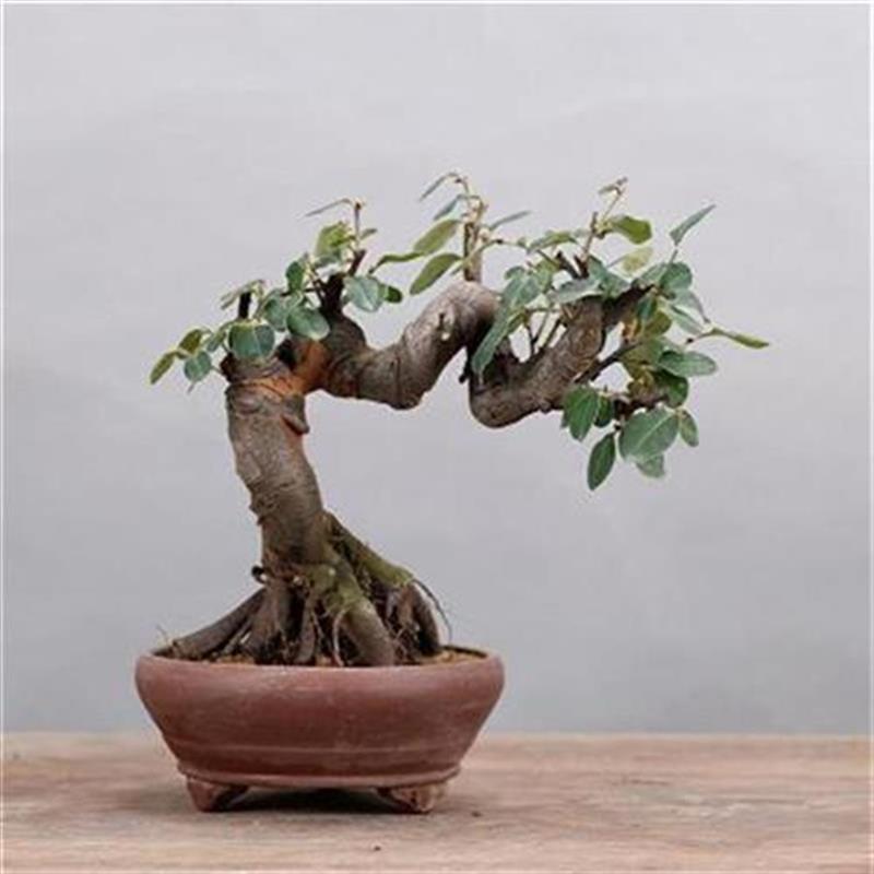 木瓜盆景de一物一拍观杂木庭院绿植盆栽小品绿植
