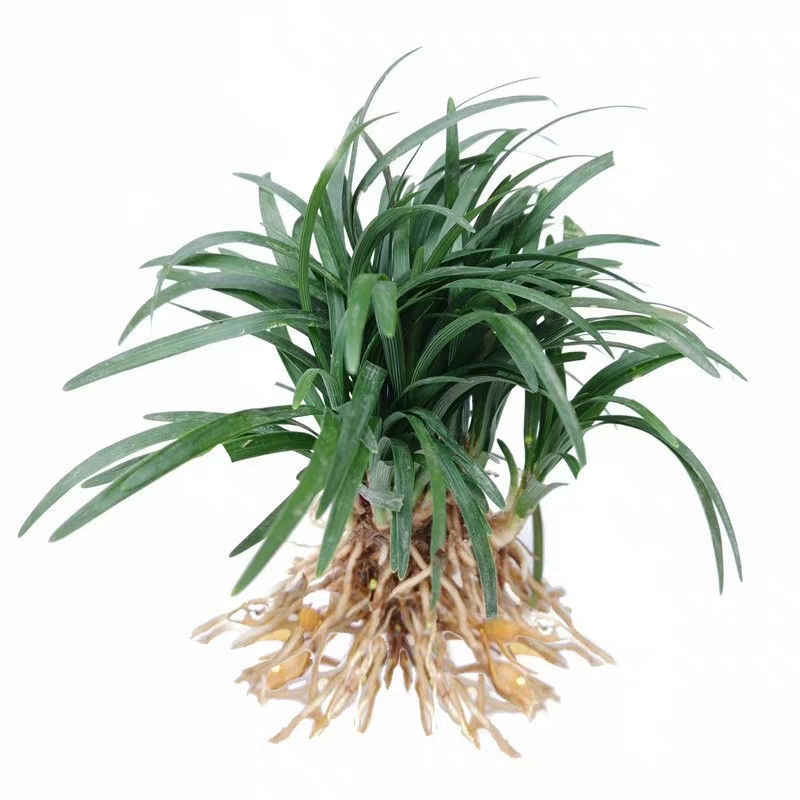 庭院耐寒地被植物金边麦冬草细叶青叶玉龙四季绿植