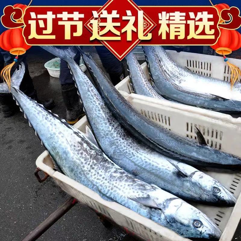 燕鲅鱼整条15斤渤海海燕鲅鱼马鲛鱼海鲜生鲜送礼马鲛鱼